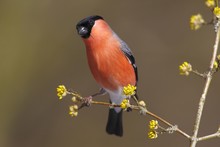 Bullfinch (Pyrrhula Pyrrhula) Male, Perched On A Twig, Neunkirchen, Siegerland, North Rhine-Westphalia, Germany, Europe