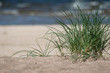 © Vita Vanaga - plant on beach sand with sea in background