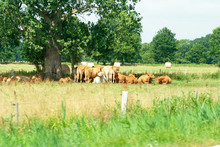 Cows Lying Under A Tree On A Farm In Germany