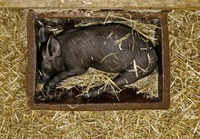 Black Piglet Sleeping In A Feeding Trough, Bavaria, Germany, Europe