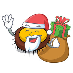 Poster - Santa with gift sea urchin mascot cartoon