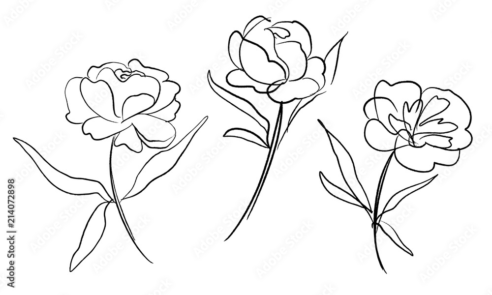 Collection of hand drawn vector artistic peony flowers isolated on ...