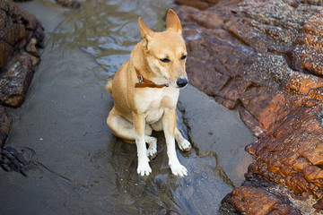 Young dog sitting sad on the beach between two rocks in Arambol India 