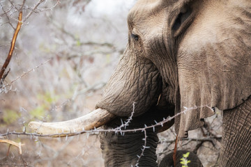 elephant feeding in kruger national park