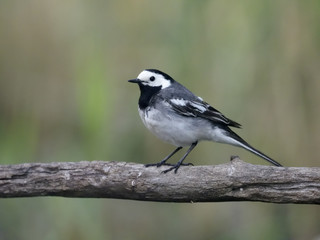 Poster - White wagtail, Motacilla alba