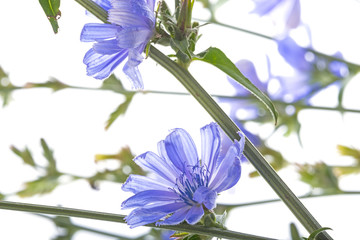 Sticker - Chicory flower (Cichorium intybus) close up on a white background