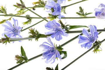 Sticker - Chicory flower (Cichorium intybus) close up on a white background