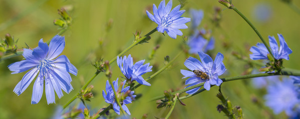 Sticker - Chicory flower (Cichorium intybus) close up on a green blurred background