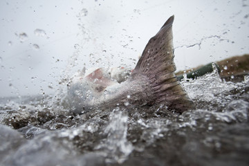 Fishing, salmon, Kamchatka peninsula