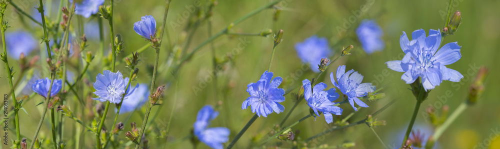 Chicory flower (Cichorium intybus) close up on a green blurred background - obrazy, fototapety, plakaty 