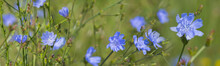 Chicory Flower (Cichorium Intybus) Close Up On A Green Blurred Background