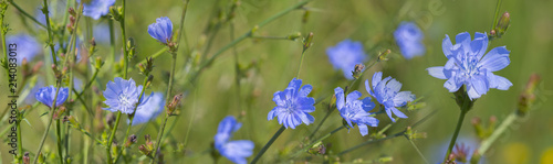 Chicory flower (Cichorium intybus) close up on a green blurred background