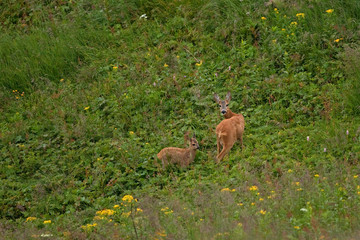 Wall Mural - roe deer, capreolus capreolus