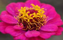 Bright Pink Zinnia Flower Macro