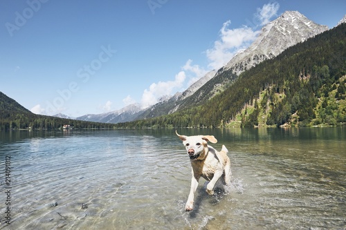 Zdjęcie XXL Szczęśliwy pies w górach