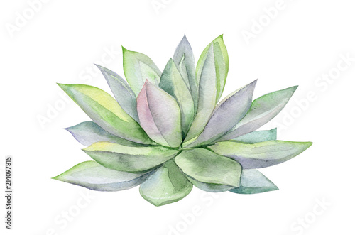 Watercolor succulents, green bouquet, echeveria  illustration, botanical pain...