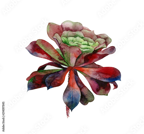Watercolor succulents, green bouquet, echeveria  illustration, botanical pain...