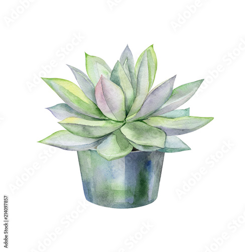 Watercolor succulents, green bouquet, echeveria  illustration, botanical pain...