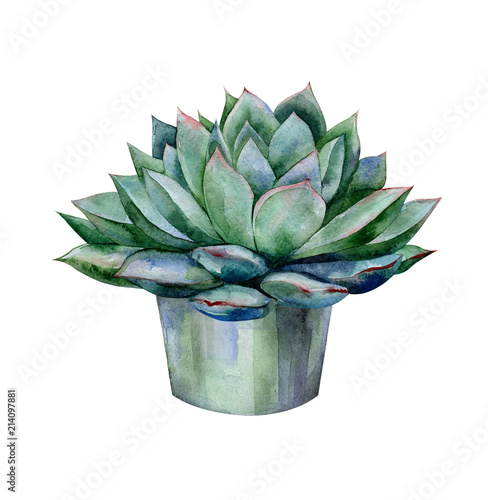 Watercolor succulents, green bouquet, echeveria  illustration, botanical pain...