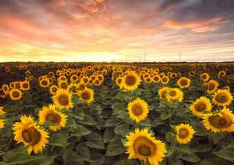 Wall Mural - sunflower field at sunset