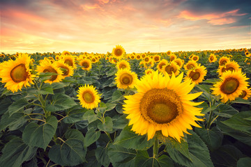 Wall Mural - sunflower field at sunset