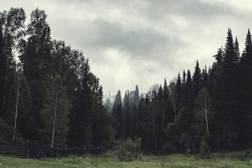 Gloomy atmosphere of evening in dark forest. High firs and pines in fog. Overcast weather and spooky haze in taiga. Mist among layers from trees. Eerie landscape in horror style in faded tones.