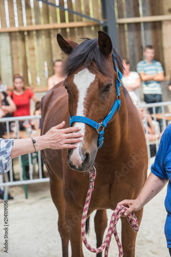 Zdjęcie XXL Portret koń w zwierzęcym schronieniu w Belgia