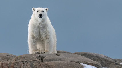 polar bear in the wild!