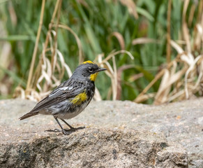 Wall Mural - Yellow-rumped warbler [male] on rock near Capulin Spring, Sandia Mountains, New Mexico