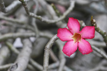 Vibrant Pink Desert Rose Flower Against Grey Background