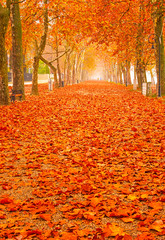 Wall Mural - Nice autumnal scene at lake Balaton