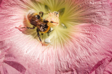 Wall Mural - Hummel und Kürbisspinne auf Blüte