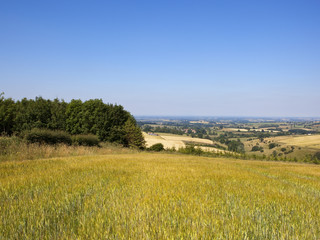 Poster - pine woodland and Vale of York