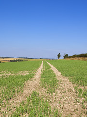 Wall Mural - pea crop on limestone soil