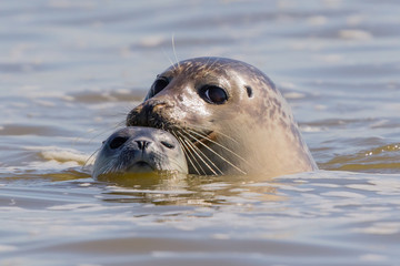 seals in Baie de Somme