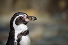 Close Up Portrait Of Humboldt Penguin