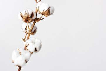 cotton branch on white background. delicate white cotton flowers. light cotton background, flat lay.