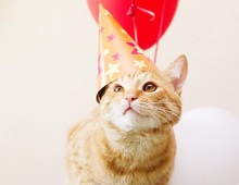 Red Cat In A Festive Cap Against The Background Of Balloons. Birthday Of A Cat.