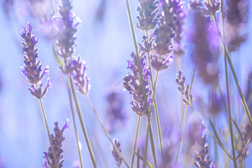 Wall Mural - Gentle lavender flowers