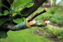 Live Cuttings At Grafting Apple Tree With Growing Leaves And Flowers.