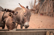 farm animals outdoors - donkeys drinking out of a stone container by a well in the Gambia, Africa