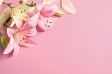 Flat Lay Composition With Beautiful Blooming Lily Flowers On Color Background