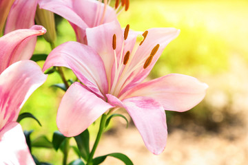  Beautiful blooming lily flowers in garden, closeup