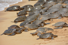 Large Group Of Turtles Resting On A Sandy Beach In Maui, Hawaii