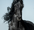 Black friesian horse with long mane face view closeup in movement