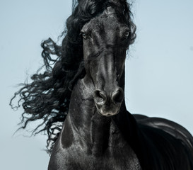 Wall Mural - Black friesian horse with long mane face view closeup in movement