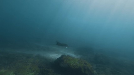 Wall Mural - mantaray underwater