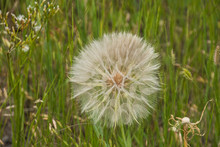 Puff Ball Flower - Tetonia, ID
