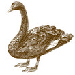 engraving drawing illustration of west Australian black swan