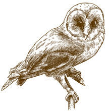 Engraving Drawing Illustration Of Barn Owl